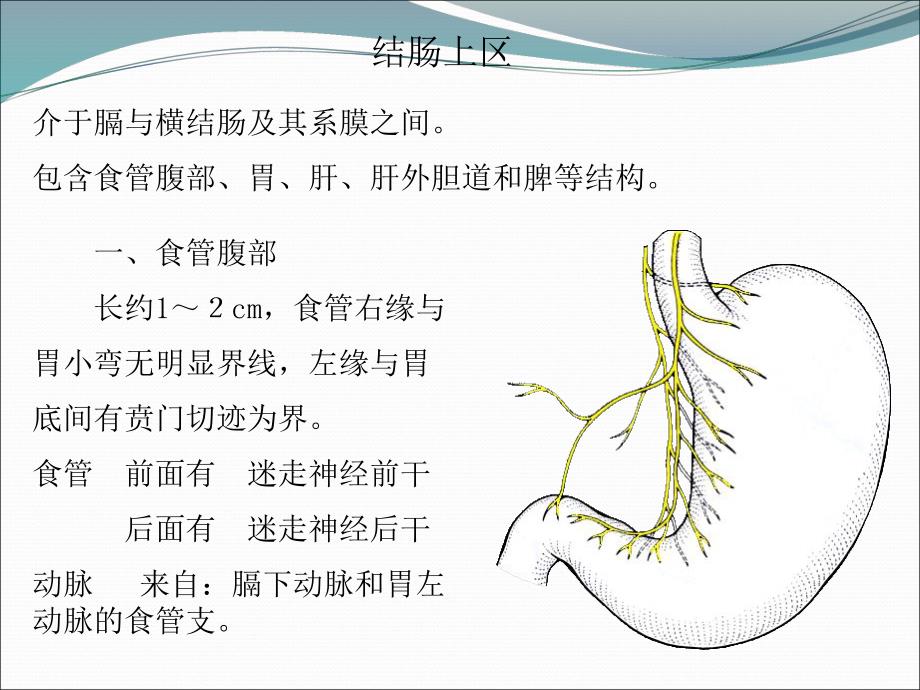 腹部结肠上区.ppt_第2页