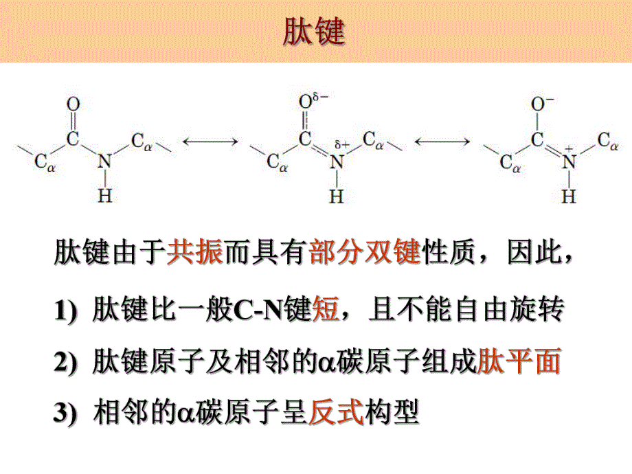 蛋白质的二级结构.ppt_第2页