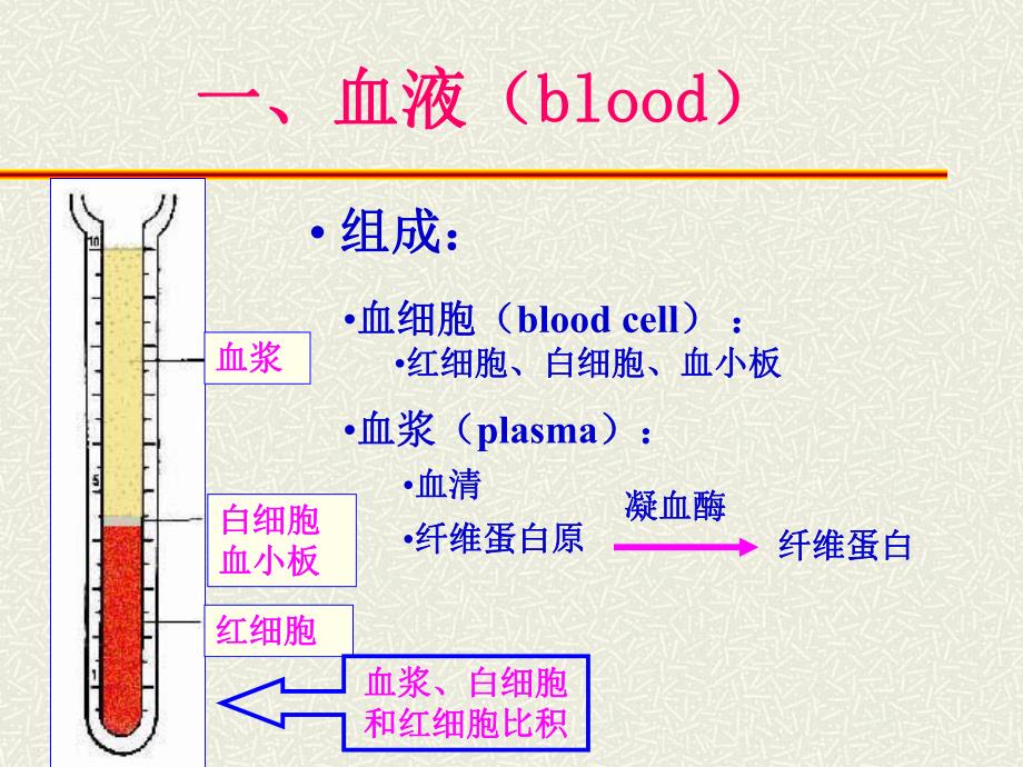 血液及血发生.ppt_第2页