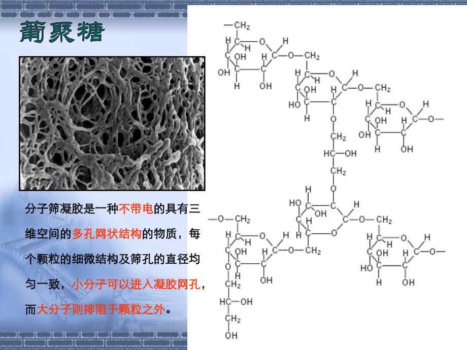 血红蛋白的凝胶过滤.ppt_第3页