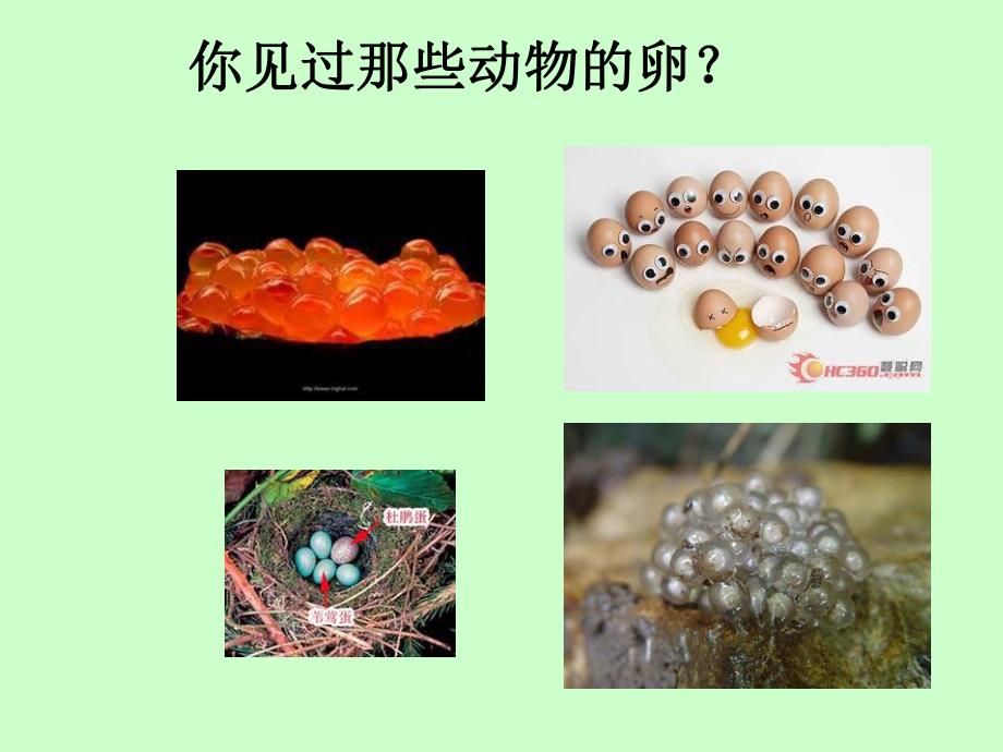 四下二6动物的卵A.ppt_第2页