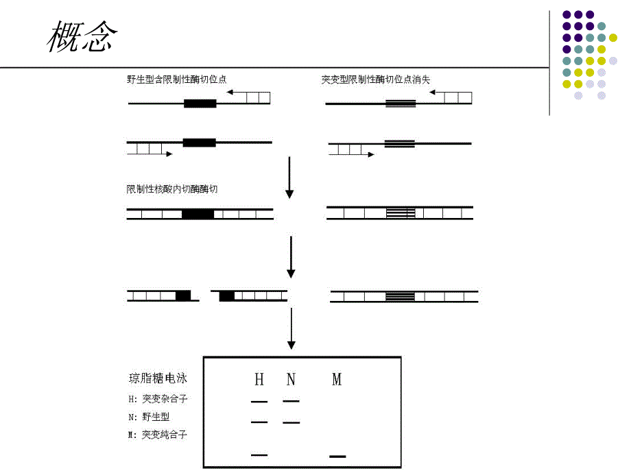 基因分型方法.ppt_第3页