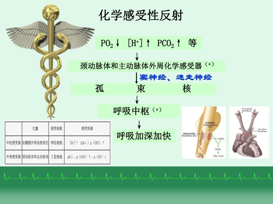 呼吸运动调节及急性试验性呼吸功能不全的急救.ppt_第3页