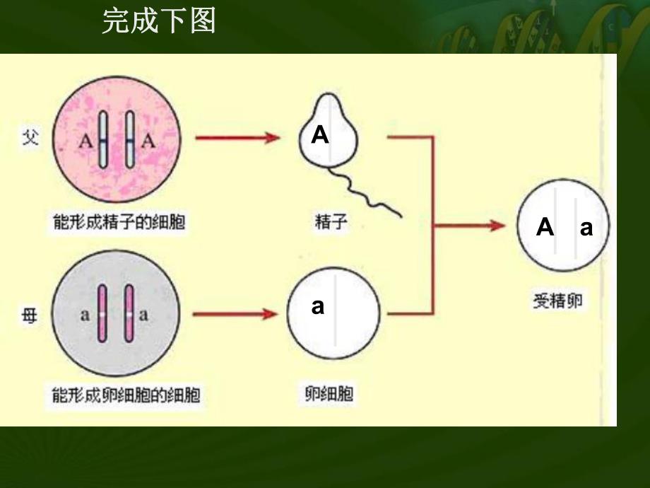 基因的显性和隐性杜1.ppt_第2页