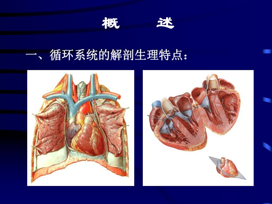 循环系统疾病概述.ppt_第2页