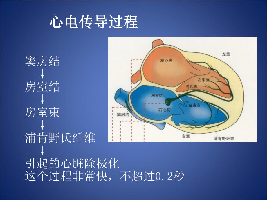 心律失常ppt.ppt_第3页