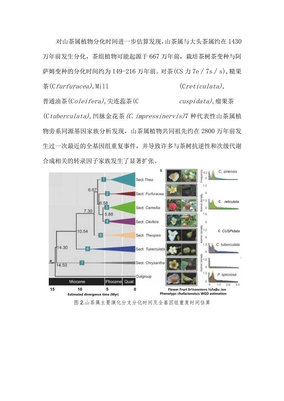 夏恩华教授团队揭示山茶属植物系统发育关系及其特征性次生代谢物的演化规律.docx_第3页