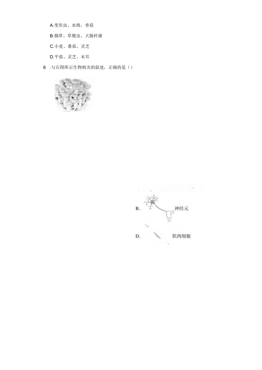 4.2 细胞 同步练习（含解析）.docx_第2页