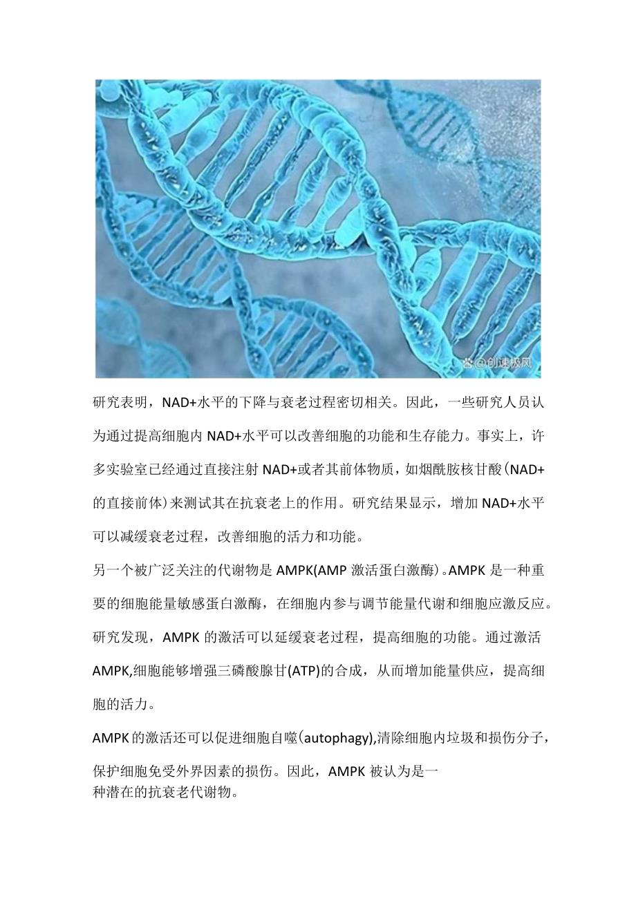 NMN茶叶中的NAD+修复受损DNA的作用机制.docx_第2页