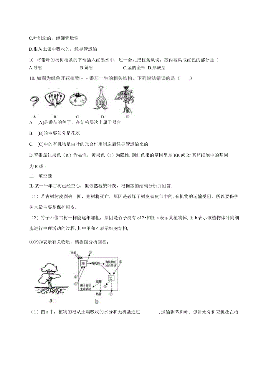 4.4植物的茎与物质运输 同步练习（含解析） .docx_第3页