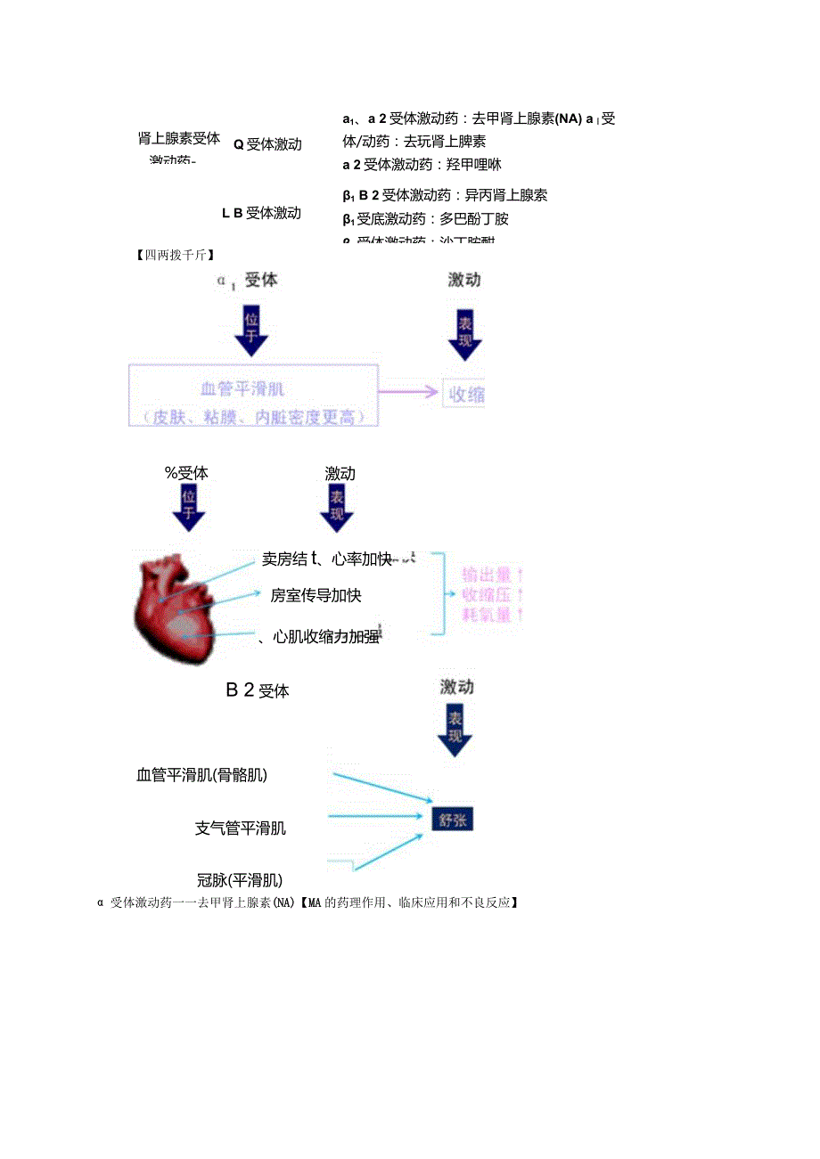 中西医结合药理学-拟肾上腺素药讲义及练习.docx_第2页