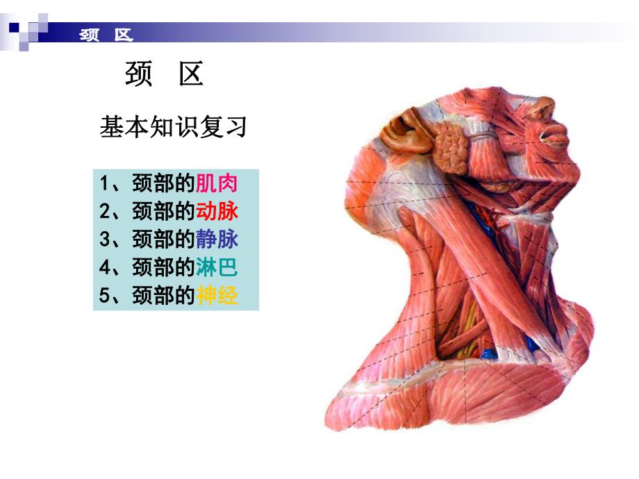 局部解剖学——颈部.ppt_第3页