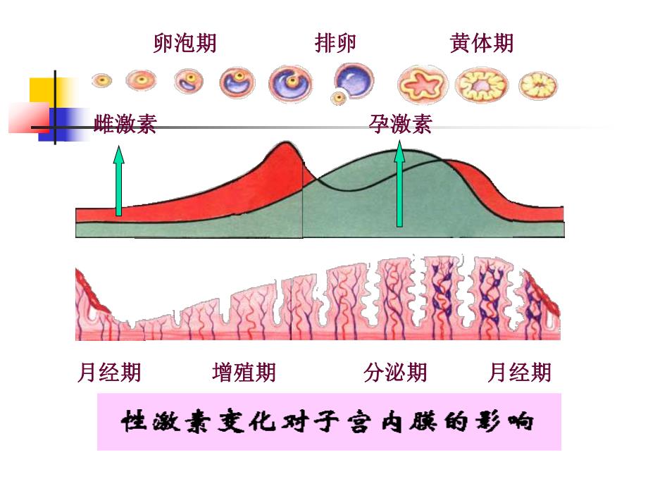 生殖激素与闭经.ppt_第3页