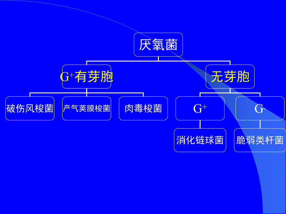 厌氧性细菌.ppt_第3页