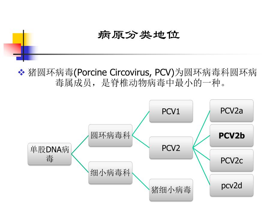 猪圆环病毒最新进展.ppt_第3页