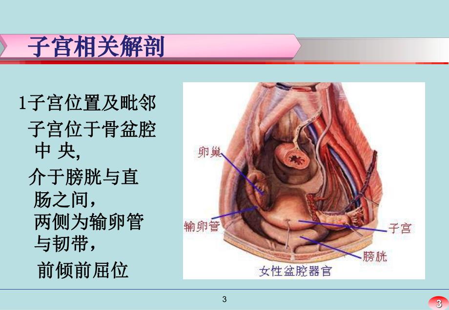 经腹全子宫切除术手术配合.ppt_第3页