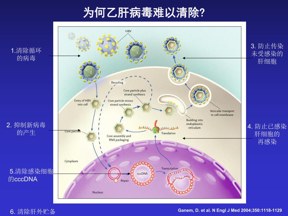 治疗乙肝病毒感染持续缓解机制是免疫调控.ppt_第3页