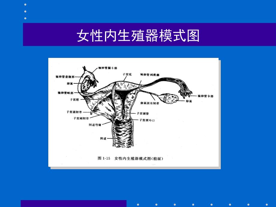 异位妊娠的超声诊断.ppt.ppt_第2页