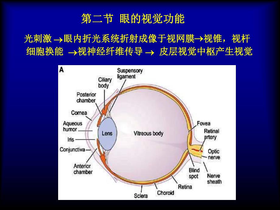 【基础医学】感觉器官的功能.ppt_第2页