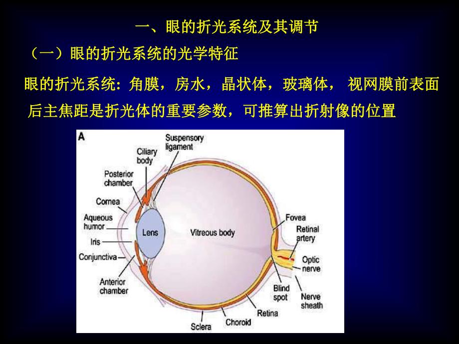 【基础医学】感觉器官的功能.ppt_第3页