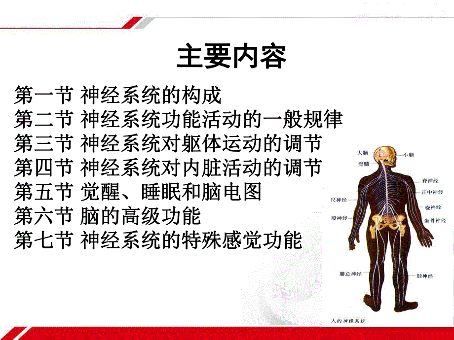 基础医学神经系统.ppt_第2页