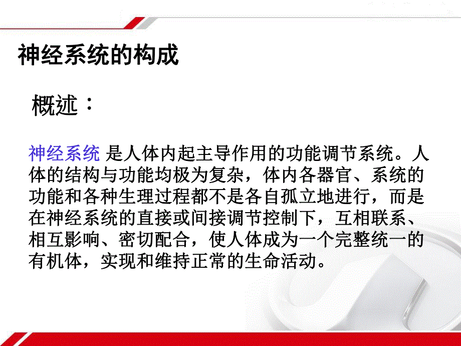 基础医学神经系统.ppt_第3页