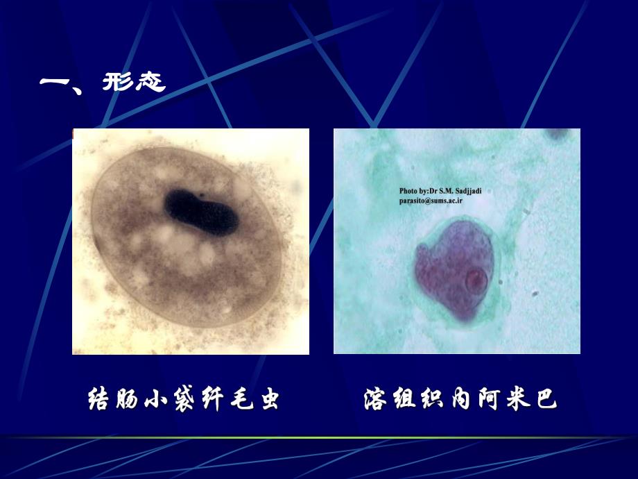 医学医学原虫课件.ppt_第3页