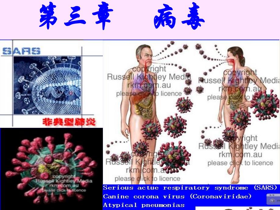 病毒与亚病毒学习课件.ppt_第1页