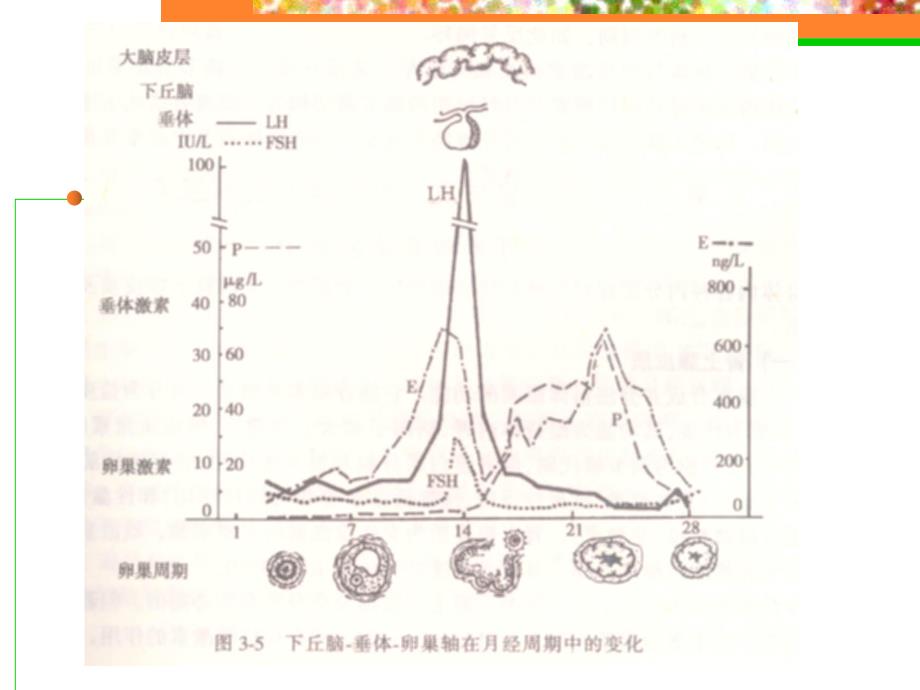 育龄期妇女保健.ppt_第3页