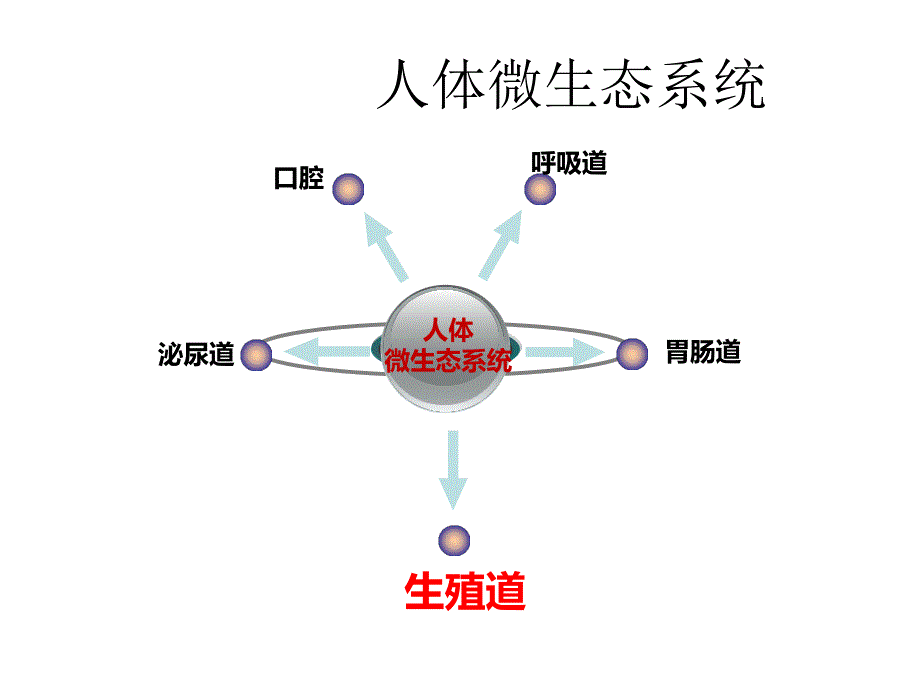 阴道微生态临床应用的新理念.ppt_第3页