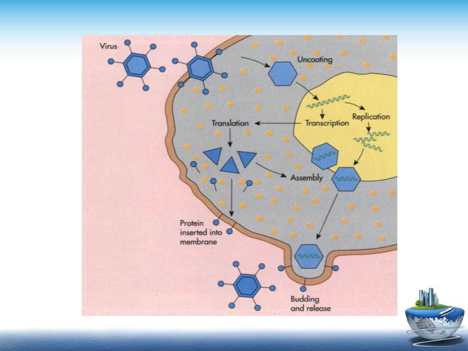 病毒学第三章 病毒总论2.ppt_第1页