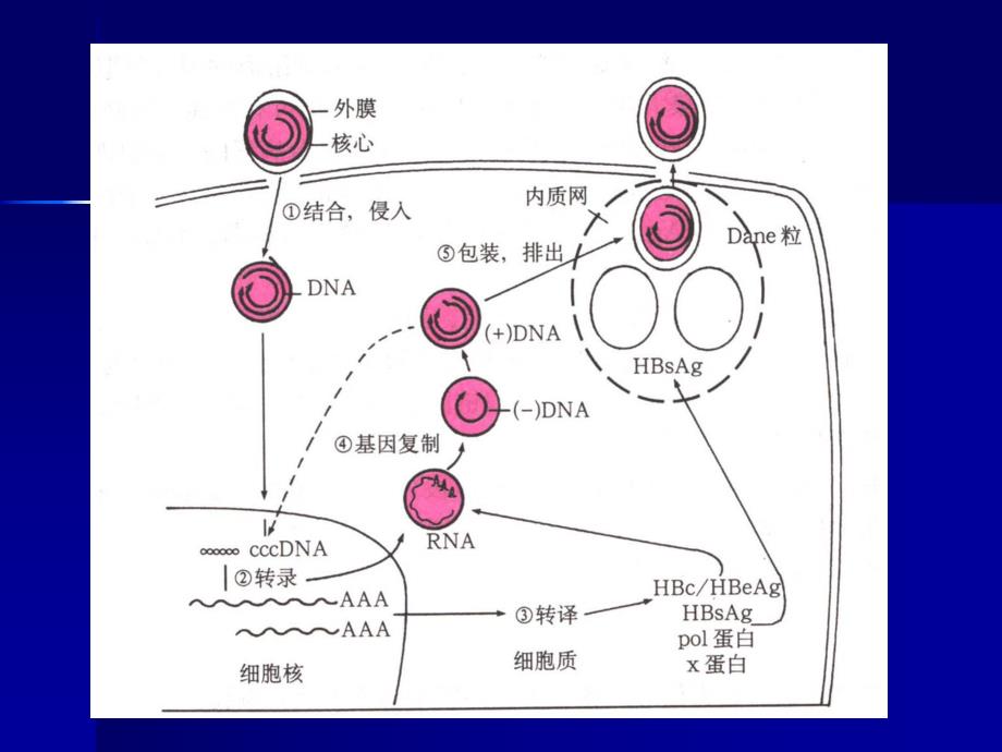 慢乙肝防治策略.ppt_第3页