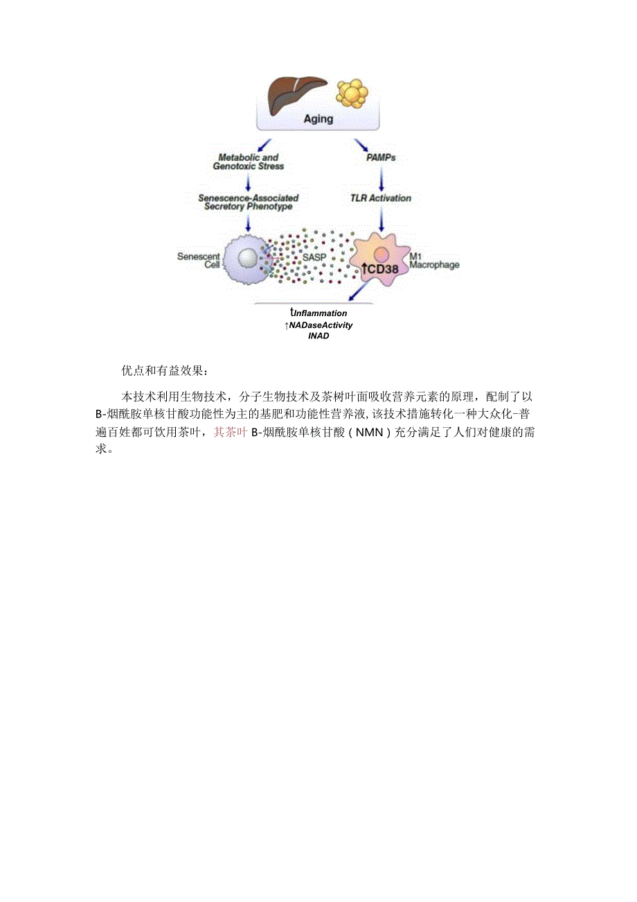 茶叶颠覆性技术茶叶富含功能性的β-烟酰胺单核苷酸（NMN）.docx_第3页