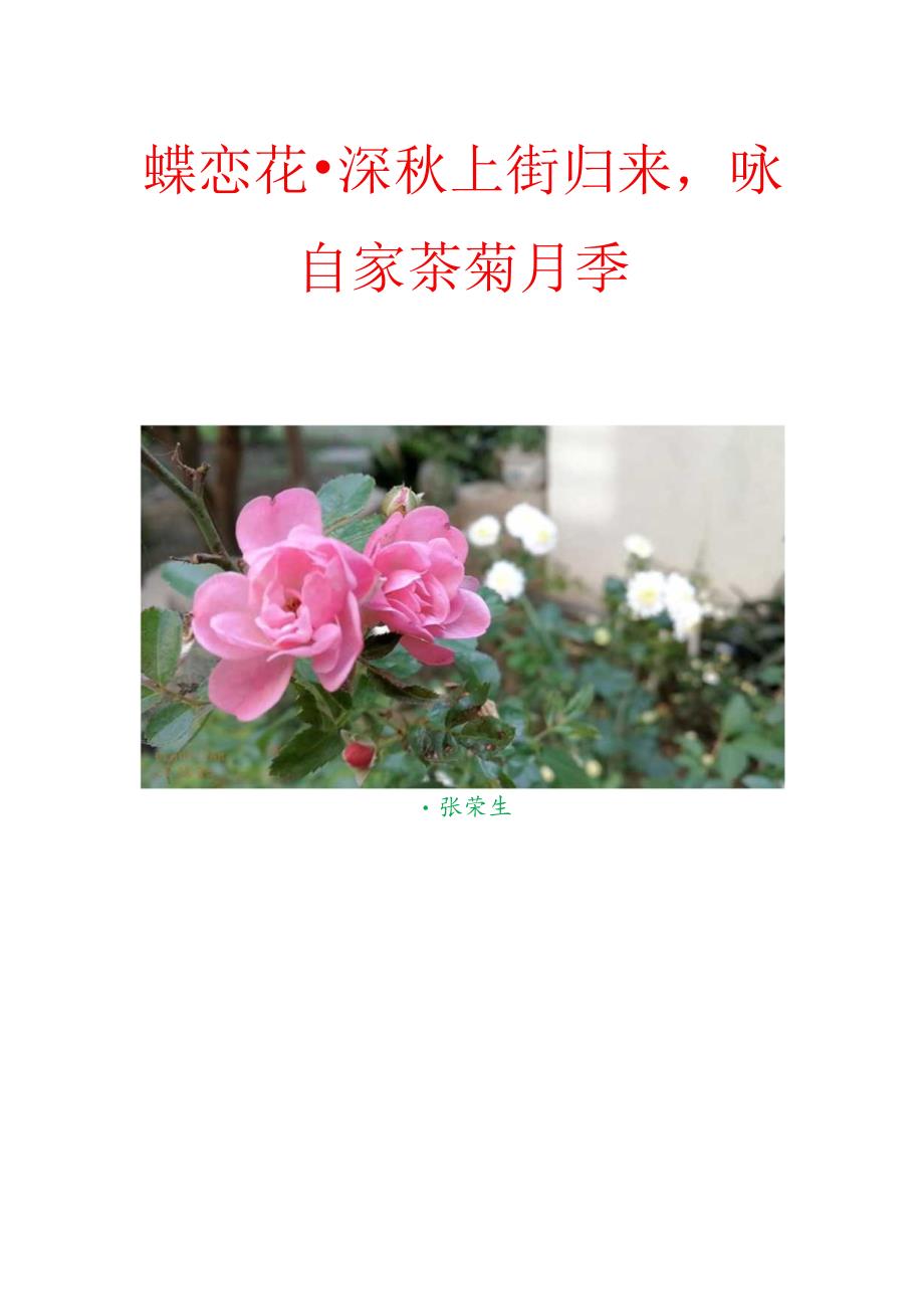 蝶恋花-深秋上街归来咏自家茶菊月季.docx_第1页