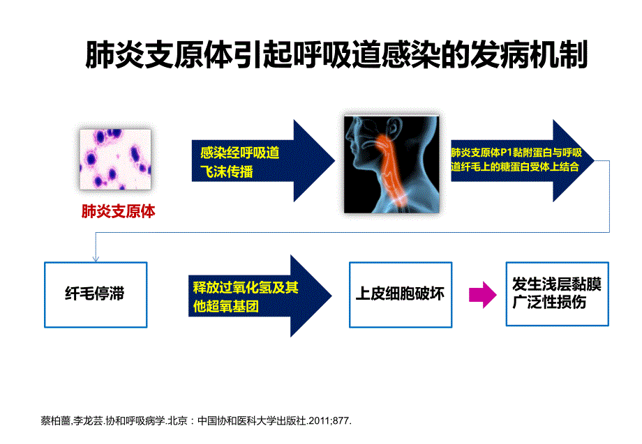 非典型病原体在呼吸道感染治疗中的新挑战.ppt_第3页