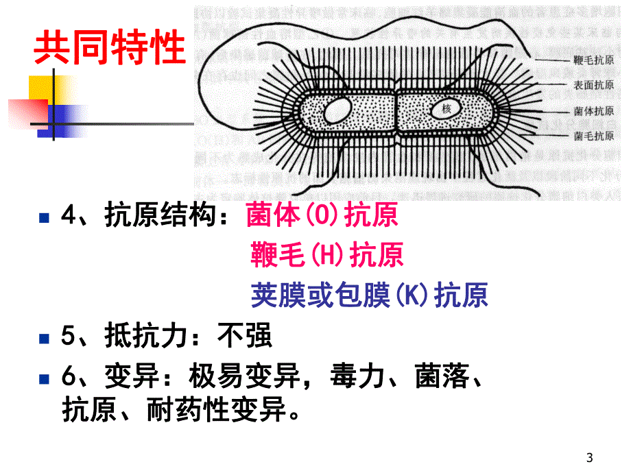 肠道杆菌.ppt_第3页