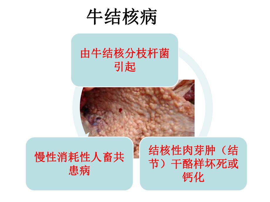 结核分枝杆菌 .ppt_第2页