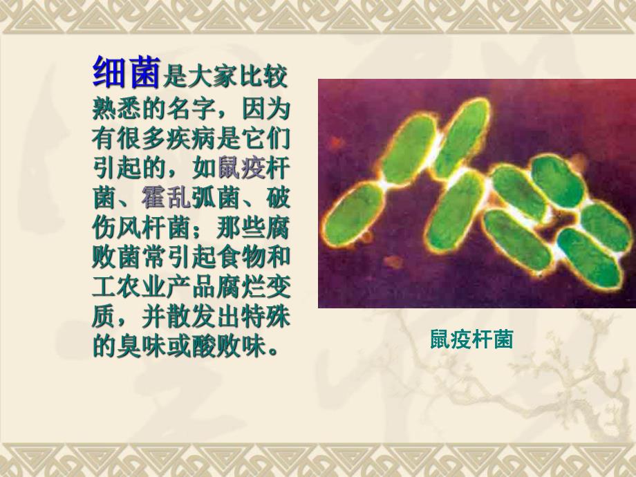 第二节细菌.ppt_第2页