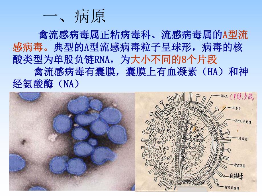 禽病禽流感.ppt_第3页