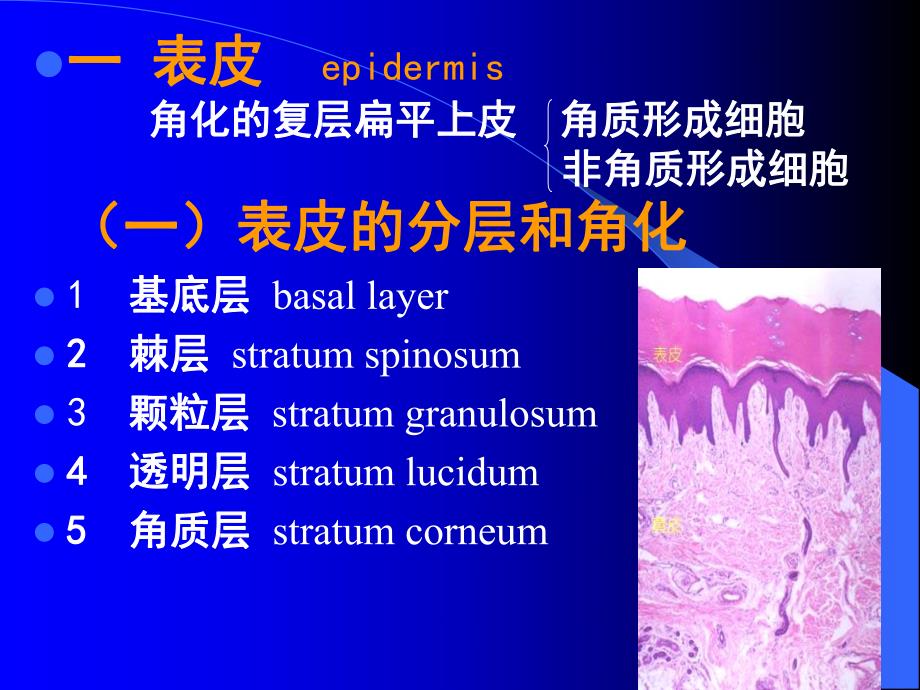 【基础医学】第十一章 皮肤.ppt_第2页