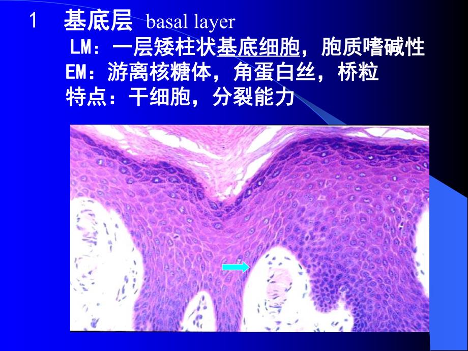 【基础医学】第十一章 皮肤.ppt_第3页