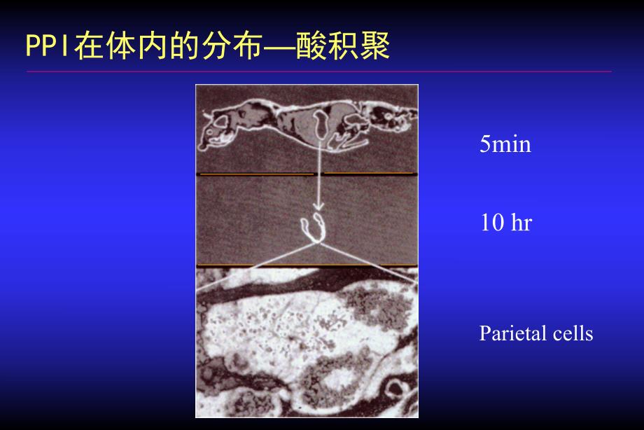 【培训课件】质子泵抑制剂（PPIs）的药理学基础 （机理研究+作用因素+临床应用） .ppt_第3页