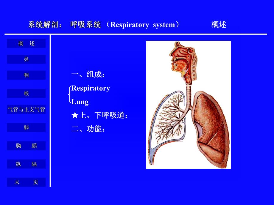 [医学]呼吸系统解剖生理.ppt_第2页