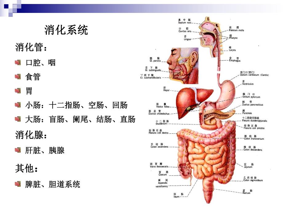 [医学]胃肠道疾病影像诊断总论ppt.ppt_第2页