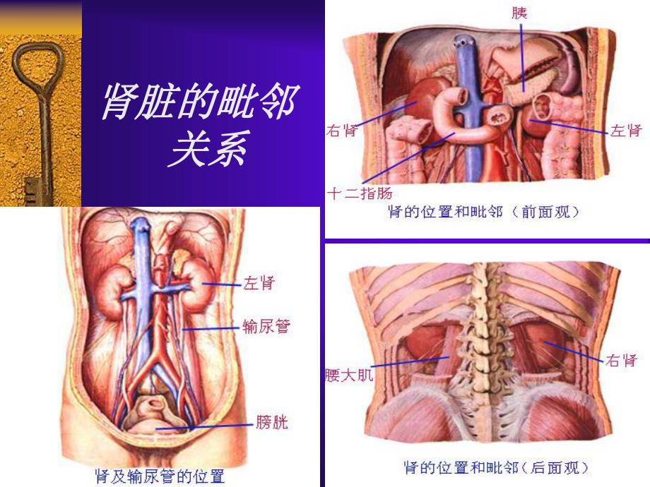 01泌尿系统疾病总论.ppt_第3页