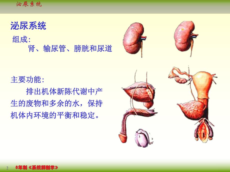 【医学课件】核医学泌尿系统ppt.ppt_第2页