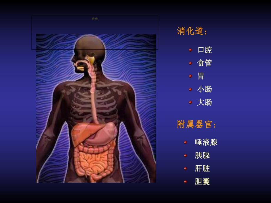 【基础医学】第六章　消化与吸收.ppt_第2页