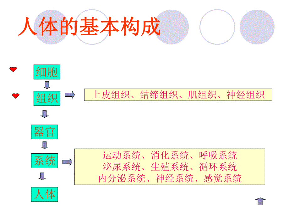 01细胞与细胞间质.ppt.ppt_第3页