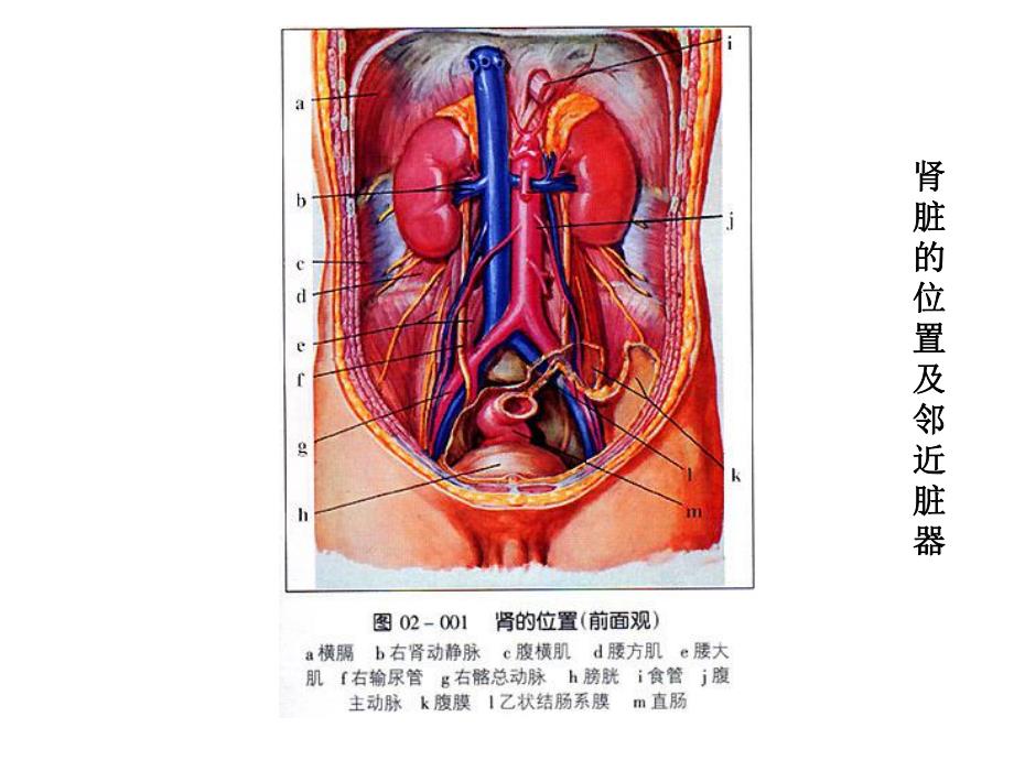 06.肾穿刺活检.ppt_第3页