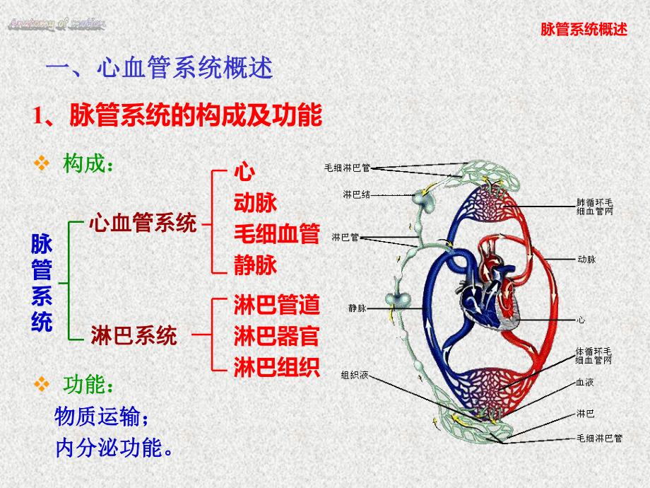 13、运动解剖学脉管系统.ppt_第3页